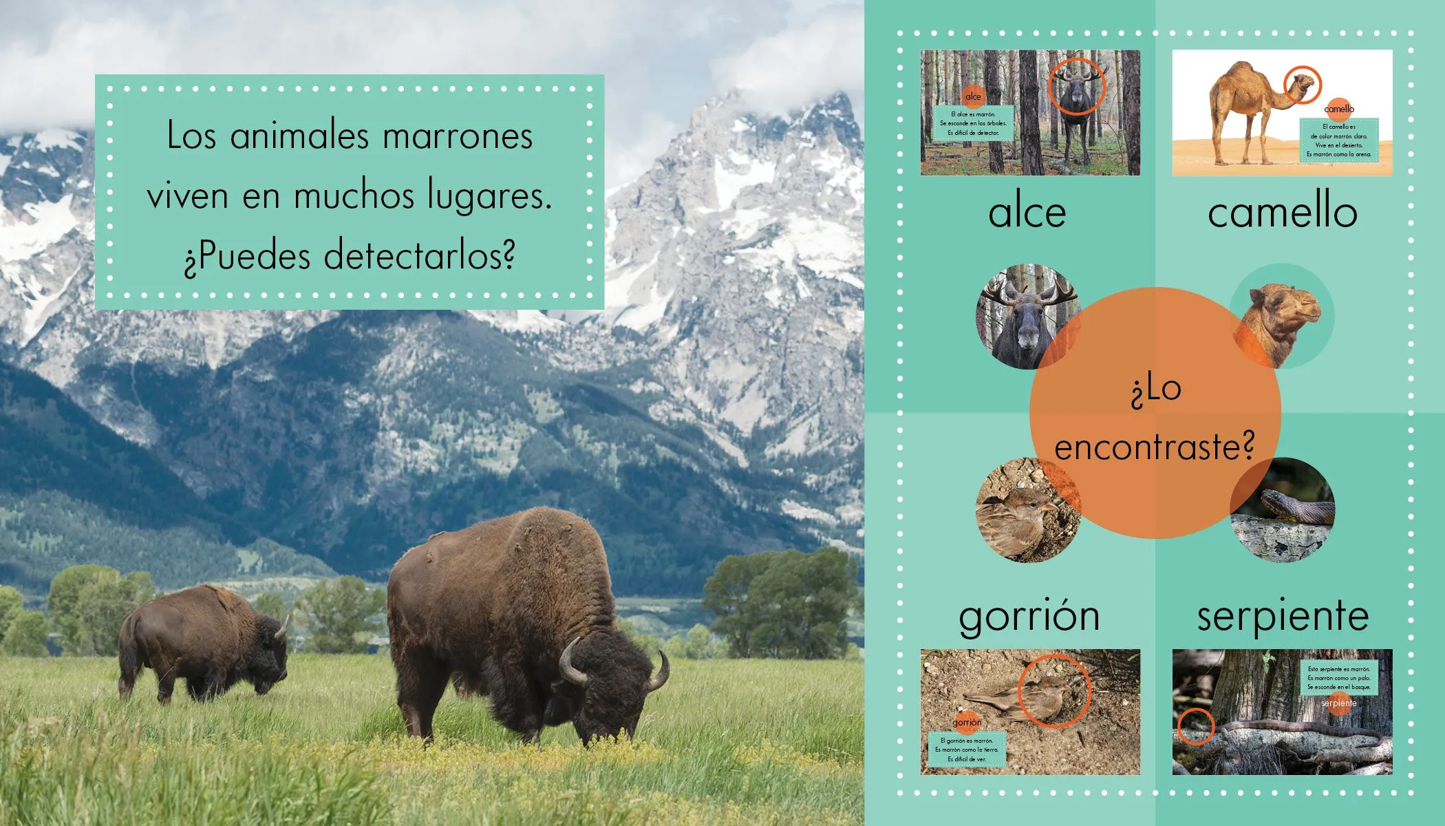 Animales marrones